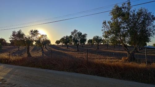 a field with trees and the sunset in the background at Casa do Campo com Piscina no Alentejo in Quinta de Sancha Cabeça
