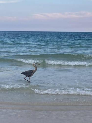 a bird standing in the water on the beach at Gulf Breeze Tranquil Retreat 10 min to Beach RV boat jet ski parking in Gulf Breeze