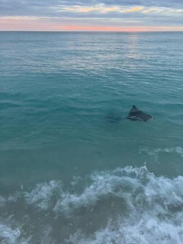 a shark in the middle of the ocean at Gulf Breeze Tranquil Retreat 10 min to Beach RV boat jet ski parking in Gulf Breeze