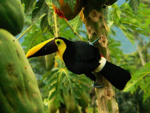 a black and yellow bird perched on a tree at Hotel Eco Arenal in Fortuna