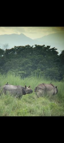 two rhinos laying in the grass in a field at Wildflow jungle yoga safari and homestay in Meghauli