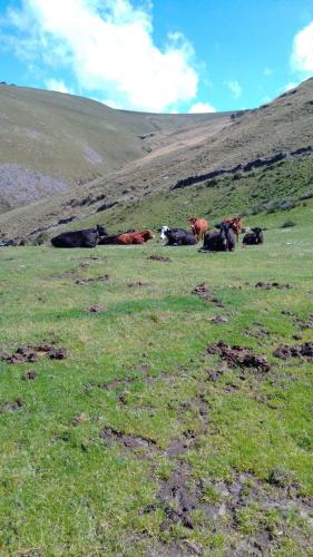 a herd of cows laying in a field of grass at Casa Rural Costalisa in Abionzo