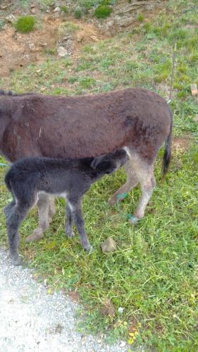 a baby goat standing next to its mother at Casa Rural Costalisa in Abionzo