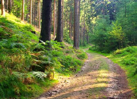 a dirt road in the middle of a forest at Hotel Montagne in Åmmeberg