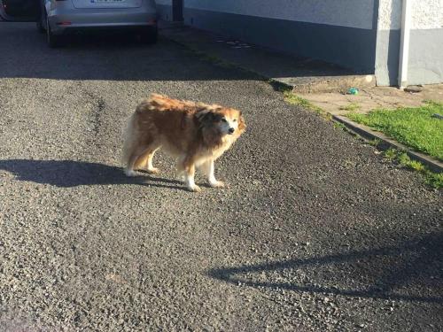 a brown dog standing in the middle of a road at Rose Cottage in Inagh