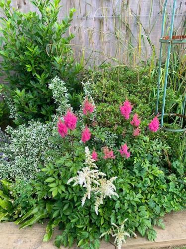 a garden with pink flowers and green plants at The Cuckoo's Retreat - Luxurious home with private garden & jacuzzi in Kenwyn