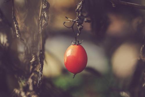 a red fruit hanging from a tree branch at Langhe Country House in Neive