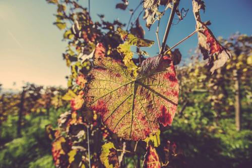a leaf hanging from a tree in a field at Langhe Country House in Neive