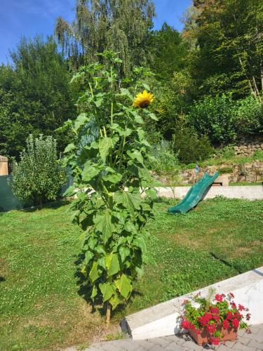 a sunflower growing on a plant in a garden at U kapličky, Boskovice in Boskovice