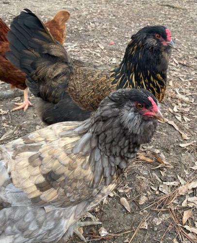 a group of chickens standing on the ground at Pecan Grove Cabin in Huntsville