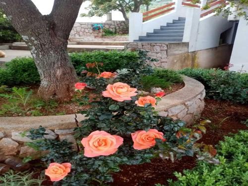 a bunch of orange roses in a garden at Apartments Paola - Studio Apartment with Terrace and Sea View in Karlobag