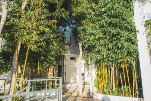 a row of trees in front of a building at Villa Le Belvedere in Tangier