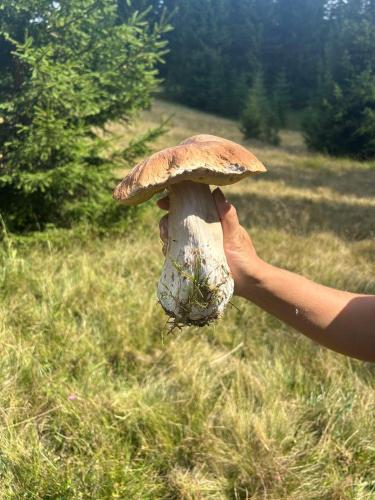 a person holding a mushroom in a field at Vila Bella, Tara, Zaovinsko jezero in Zaovine