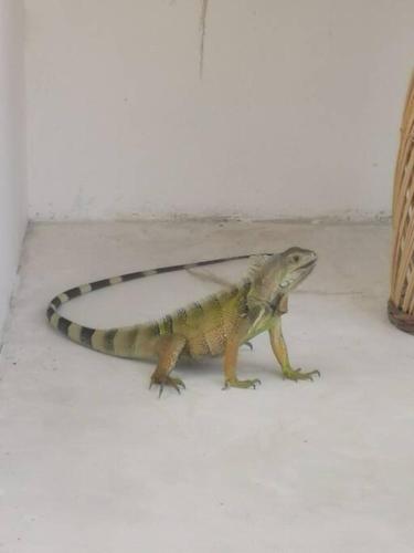 Binatang di rumah percutian atau berdekatan