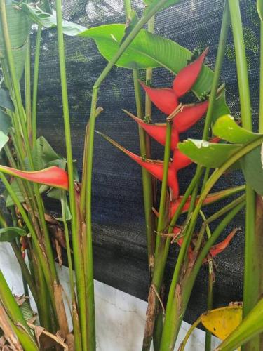 a group of red flowers on a plant at Cool Loft with King Bed 10 mins David 20 mins to Boquete in Dolega