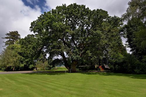 a large tree in the middle of a green field at Llangattock Park House in Crickhowell