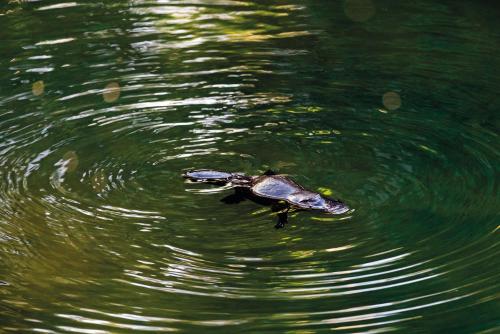 a snapping turtle swimming in the water at Riviera Mackay in Mackay