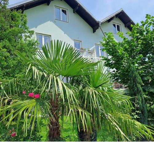 a house with palm trees in front of it at Smestaj Novakovic ,Zdrelo in Ždrelo