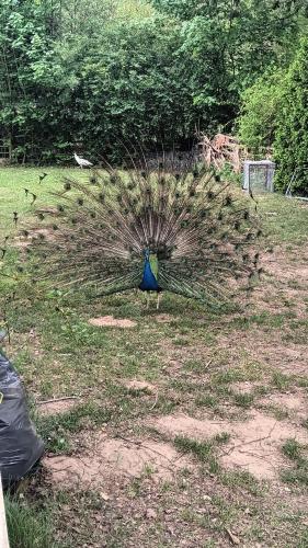 a peacock standing in the grass with its wings out at Pobřežní chatička Marta in Sázava