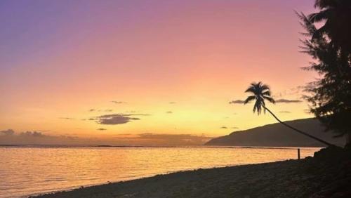 a palm tree on the beach at sunset at TAHITI - Mango Lodge Moana in Papara