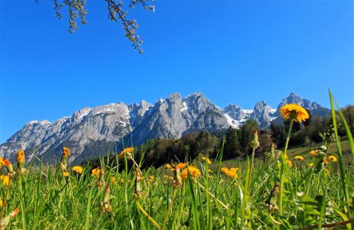 a field of flowers with mountains in the background at Pension Sonneck in Pfarrwerfen