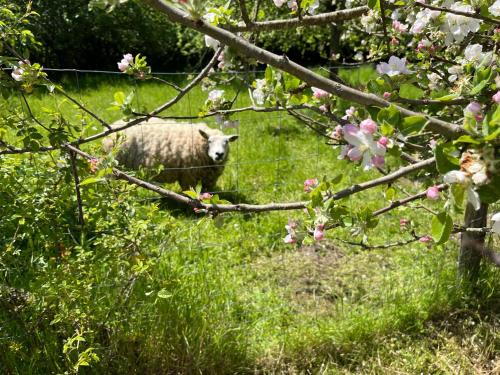 a sheep standing in the grass near a tree at Deux maisons berrichonnes avec jardin privatif et cour partagée, idéale pour les groupes - FR-1-591-617 in Thenay