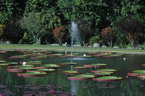 a pond with lilies in the water with a fountain at IPB Convention Hotel Botani Square in Bogor