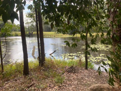 a body of water with a bird swimming in it at 'Chartreuse' Tiny Home on Green Valley Fingerlime Farm in Peachester