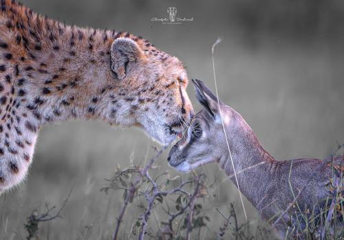 a cheetah and a gazelle are playing with each other at Mara Major Camp in Masai Mara