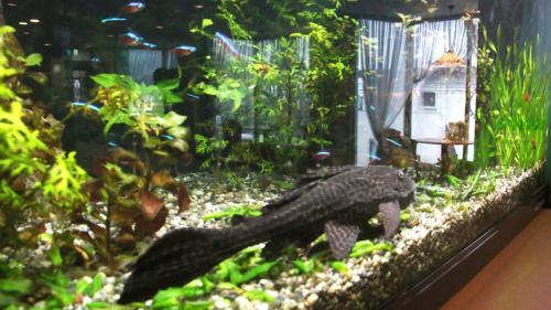 an alligatoruana in a fish tank in an aquarium at Business Hotel Furusato in Ibusuki