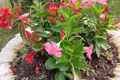 Κήπος έξω από το Gîte pour 6 pers avec jardin clos proche Aurillac