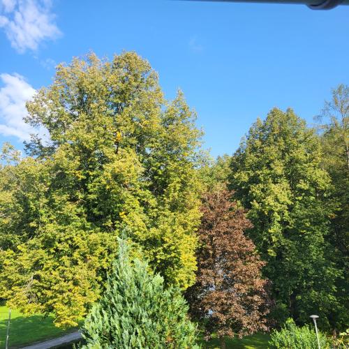 a group of trees with autumn leaves at Bel - Self Check-Inn in Eggenfelden