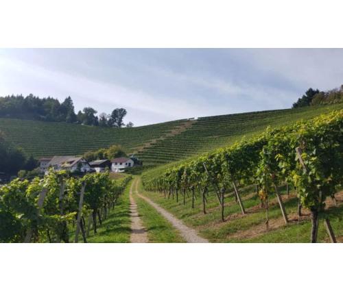 a dirt road in a vineyard with a house on a hill at Schwarzwaldglück in Oberkirch