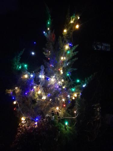 a christmas tree decorated with lights in the dark at Seven Hills Homestay in Kalimpong