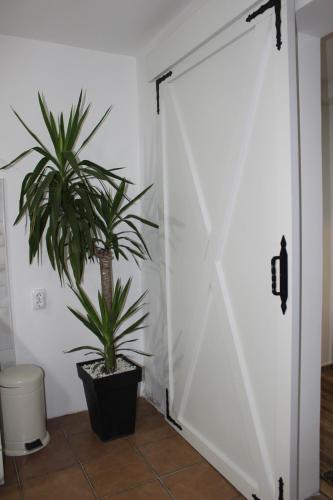 a plant in a pot next to a white door at Temački konaci in Pirot