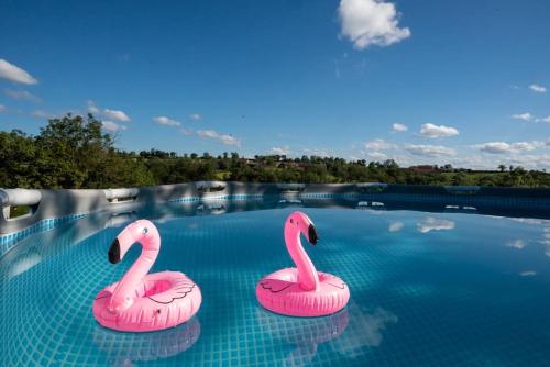 Deux flamants roses flottent dans une piscine dans l'établissement Gite, à Saint-Maurice-près-Pionsat