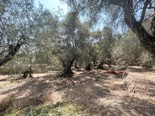 a grove of trees in a field with grass at Holiday Home Casa Simona - DOL134 by Interhome in Costa Carnara
