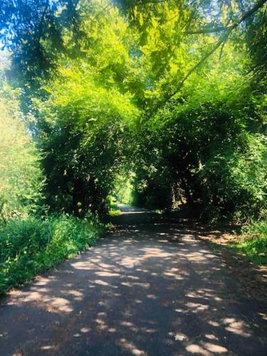 a road with trees on the sides of it at The Orchard Apartment, Clyde Valley in Dalserf
