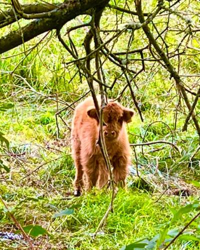 a baby calf standing in the grass under a tree at The Orchard Apartment, Clyde Valley in Dalserf