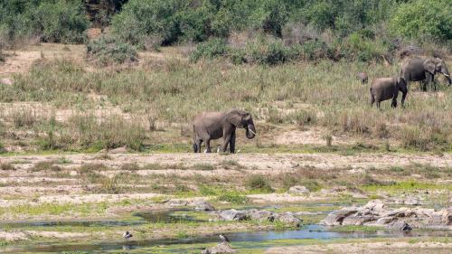 a group of elephants walking in a field at Foxy Crocodile Bush Lodge & Kruger Safari's - No Loadshedding in Marloth Park