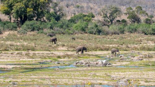 a herd of elephants standing in a field at Foxy Crocodile Bush Lodge & Kruger Safari's - No Loadshedding in Marloth Park
