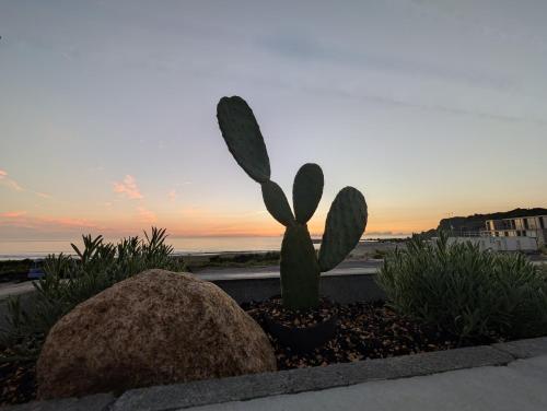 a cactus in a pot next to a rock at mahaloha house 新築ビーチフロント ペット同伴プラン有 ｍax8名 BBQ 海歩1分 アイランドキッチン 大型プロジェクタ 床暖房 オーシャンビューバス in Isumi