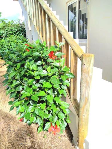 Κήπος έξω από το Birds paradise apartment