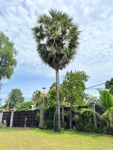 a palm tree in a yard next to a fence at Mealy Villa in Phumi Ta Phul