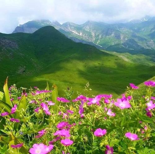 a field of pink flowers with mountains in the background at Vila Darli Peshkopi Dibra in Peshkopi