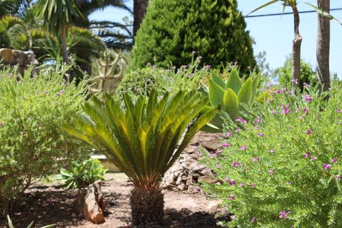 a plant in the middle of a garden with flowers at Hotel Pinhal do Sol in Quarteira