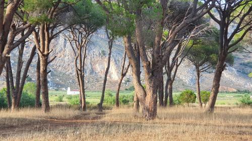 a painting of a forest of trees with mountains in the background at PETROS ROOMS to LET KALOGRIA BEACH in Kalogria