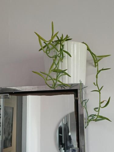 a plant sitting on top of a mirror at Seaview in Stornoway