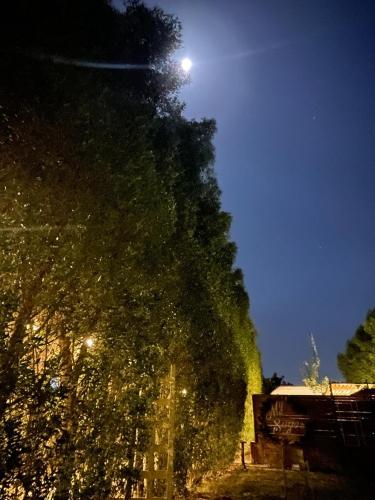 a large tree is lit up at night at iBiZa Hostel in Beni Suef