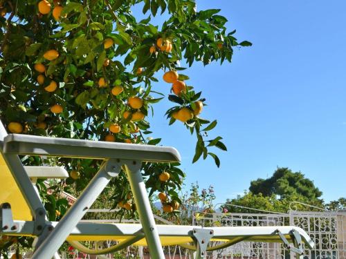 an orange tree with a bench in front of it at LaidBack Apartments - Two Bedroom Apartment with Terrace and Sea View Paradise in Orebić